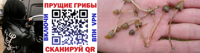 OMG ONION  Зеленогорск  Псилоцибиновые грибы Cubensis 